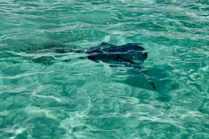 ANTIGUA FROM TOP TO BOTTOM: Stingray City, Beach, lunch & more... - Devil’s Bridge and Antigua’s dramatic Atlantic edge
