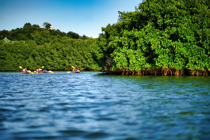 Clear Kayak Tour in Mangrove Antigua - Seeing Antigua Through a Clear Kayak
