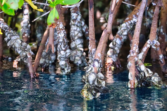 Clear Kayak Tour in Mangrove Antigua - Why the Mangrove Setting Matters