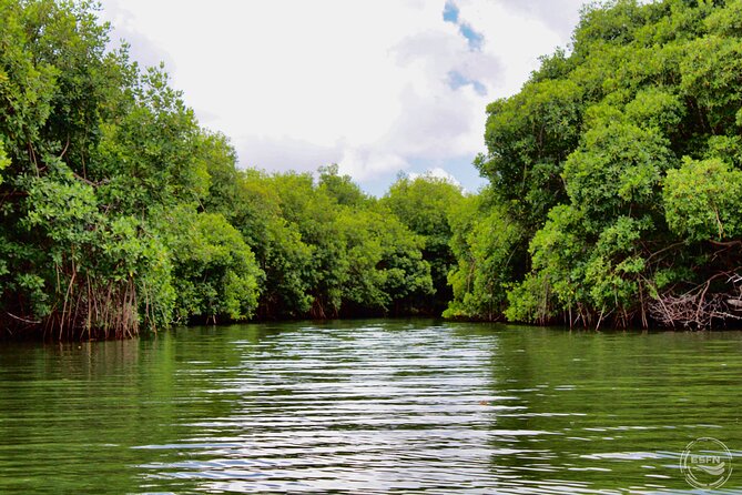 Clear Kayak Tour in Mangrove Antigua - Is $90 a Fair Price for One Hour?