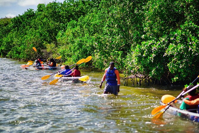 Clear Kayak Tour in Mangrove Antigua - Who Will Like This Mangrove Tour?