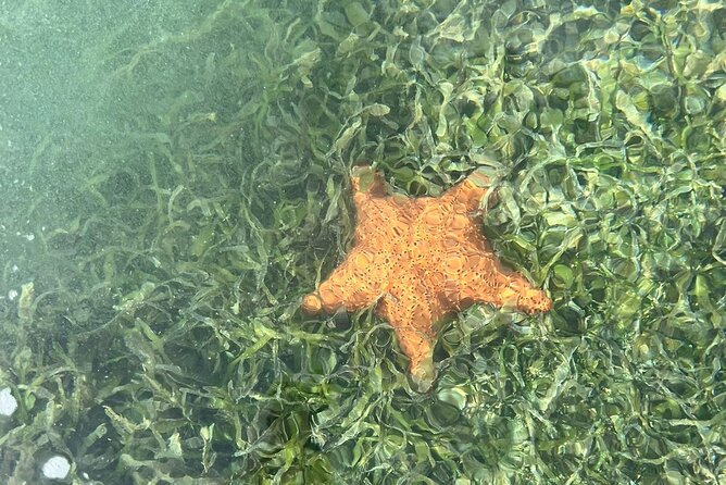 Crystal Kayak & Snorkel Eco Tour (with transfer) - The boat ride and the snorkeling stop