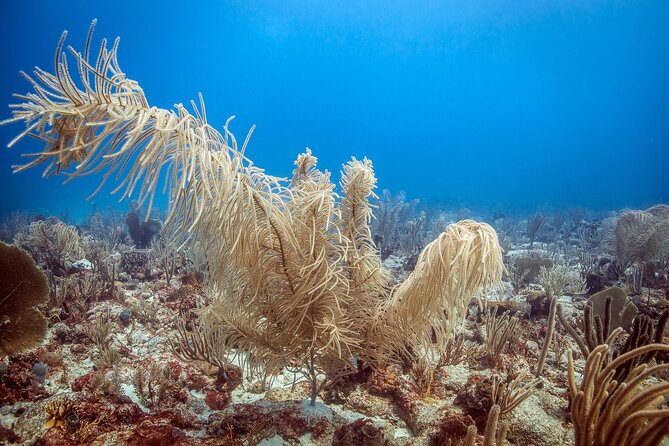 DiveCarib - An Eco-Friendly Certified Diver Trip in Antigua - A divemaster leads the underwater visit