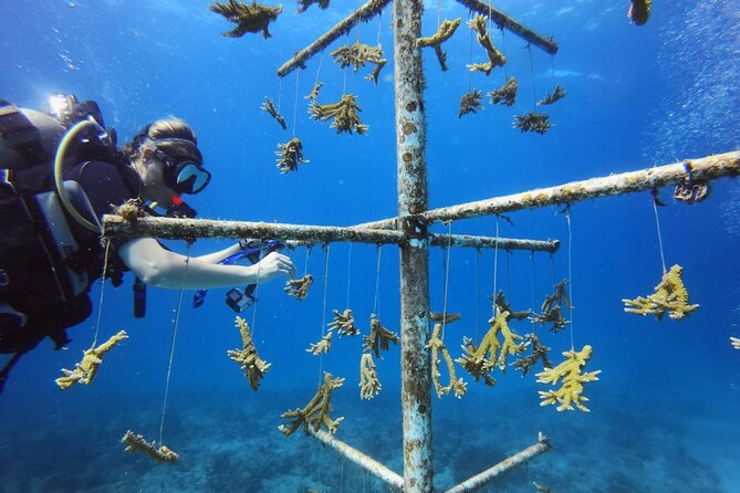 DiveCarib - An Eco-Friendly Certified Diver Trip in Antigua - Why the eight-person limit matters