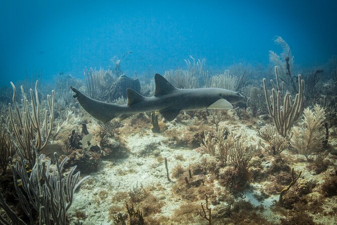 DiveCarib - An Eco-Friendly Certified Diver Trip in Antigua - The two-year rule is the key booking detail