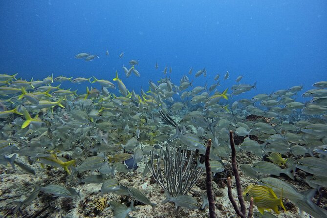 DiveCarib - An Eco-Friendly Certified Diver Trip in Antigua - Is $199 a fair price?