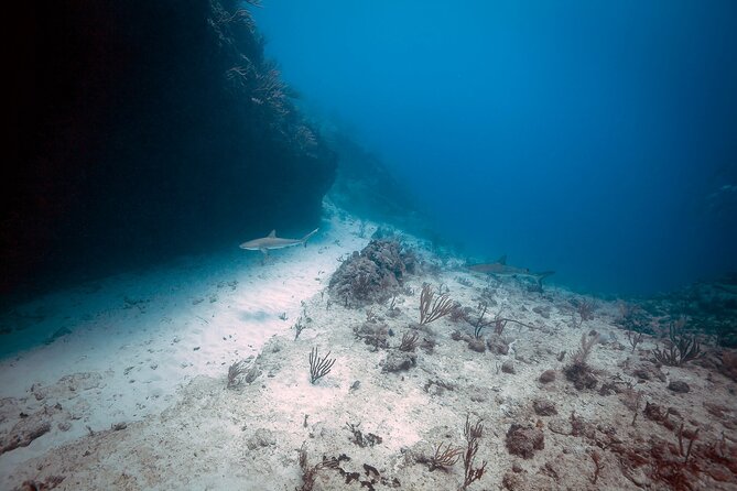 DiveCarib - An Eco-Friendly Certified Diver Trip in Antigua - Weather, changes, and cancellation