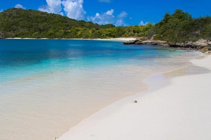 FANTASTIC Green Island and Sea Turtles - Half Day share boat trip - Finding sea turtles in Green Island’s water
