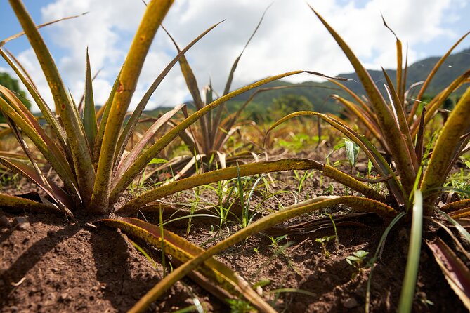 Guided Orange Valley Bike and Hike - Who will enjoy this Antigua outing?
