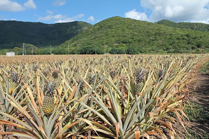 Half-Day Tour: A Taste of Paradise and History of Antigua - Nelson’s Dockyard connects history with the harbor