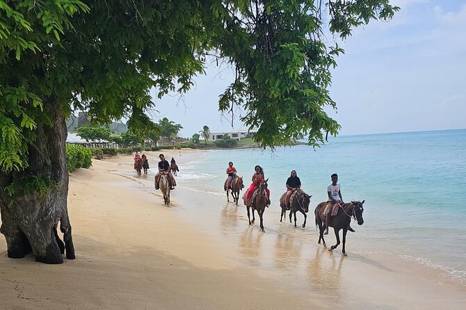 Horseback Riding at Hawksbill Beach in Five islands Antigua - From Peggy Pond to Antigua’s open hills