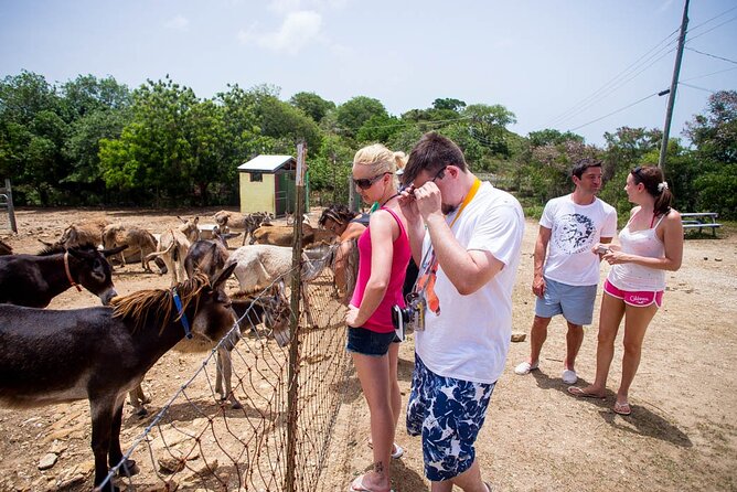 Island Safari Discovery - Seeing Antigua from a Land Rover