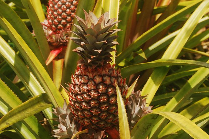 North Coast Tour - Betty’s Hope and the sugar plantation story