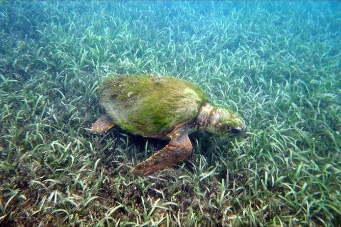 Private Snorkeling and Sightseeing Tour of Antigua - Timing, Pickup, and Cruise Port Use