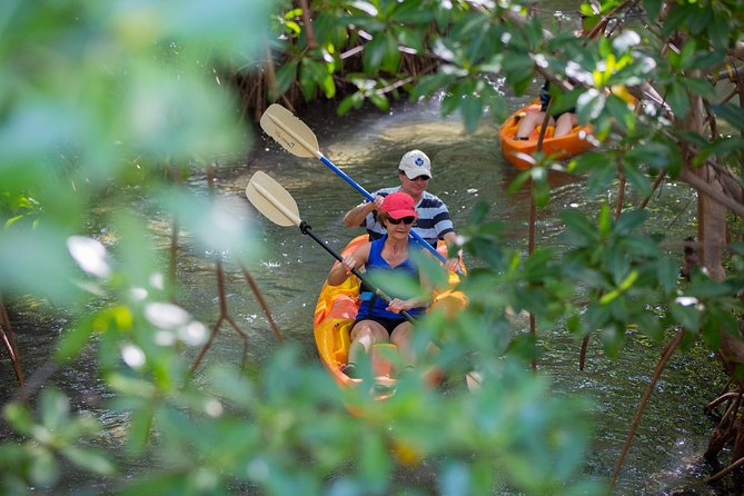 SoCoHo Eco Half Day - Mangrove Kayak & Reef Snorkeling - The guides are a major part of the value