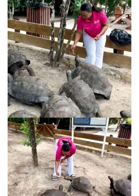St. John's; Combo Laviscount Island & Swimming with Stingray - Laviscount Island and the giant Aldabra tortoises