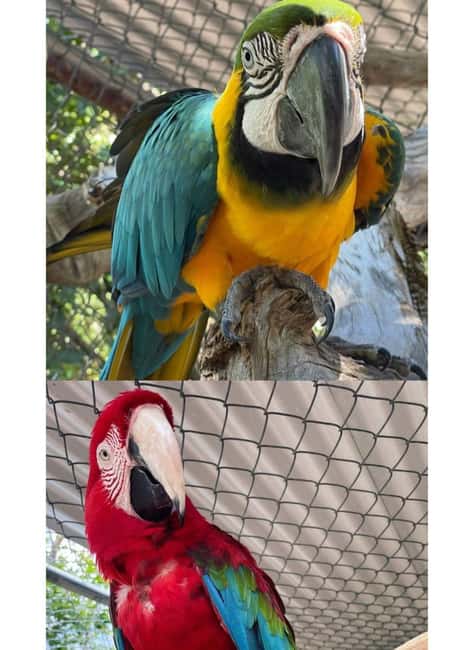 St. John's; Combo Laviscount Island & Swimming with Stingray - What the $245 price includes
