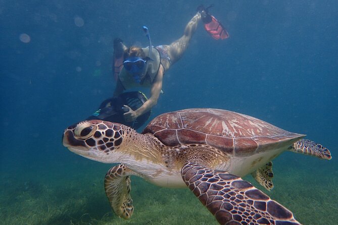 Turtle Beach Power Snorkeling Adventure - Quick points to know