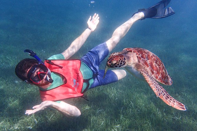 Under the Sea snorkeling(Stingray/Kayak/ Power Snorkel available) - Key points to know before booking