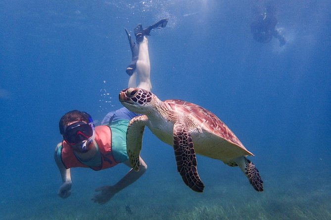 Under the Sea snorkeling(Stingray/Kayak/ Power Snorkel available) - Cades Bay Reef is the strongest part of the plan