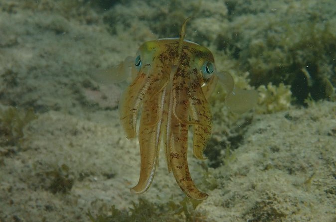 Under the Sea snorkeling(Stingray/Kayak/ Power Snorkel available) - Private transport makes the short schedule easier