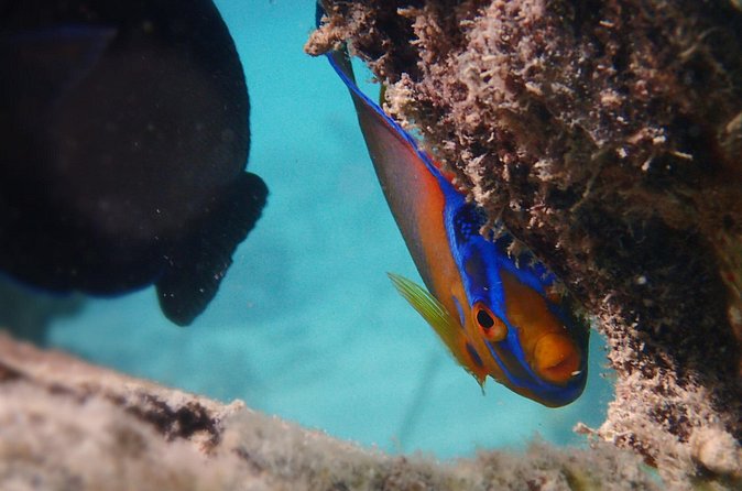 Under the Sea snorkeling(Stingray/Kayak/ Power Snorkel available) - Drinks are included, but they do not replace basic planning