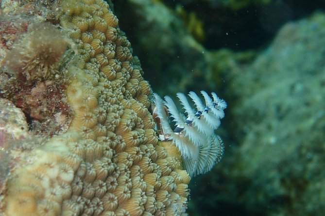 Under the Sea snorkeling(Stingray/Kayak/ Power Snorkel available) - Is $150 a fair price?