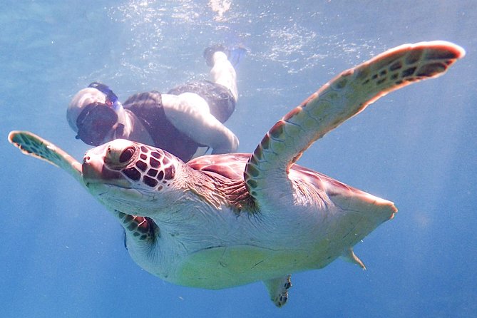 Under the Sea snorkeling(Stingray/Kayak/ Power Snorkel available) - Three possible snorkeling areas, three different kinds of day